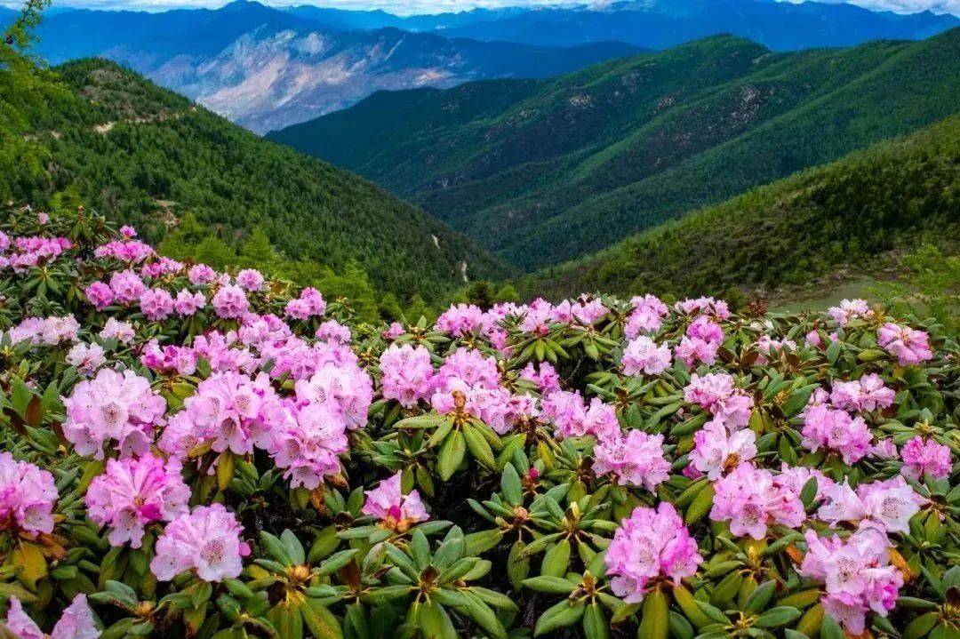 马鹿塘杜鹃花海地处海拔3000米的高寒山区,这里却生长了成片的耐寒"粹
