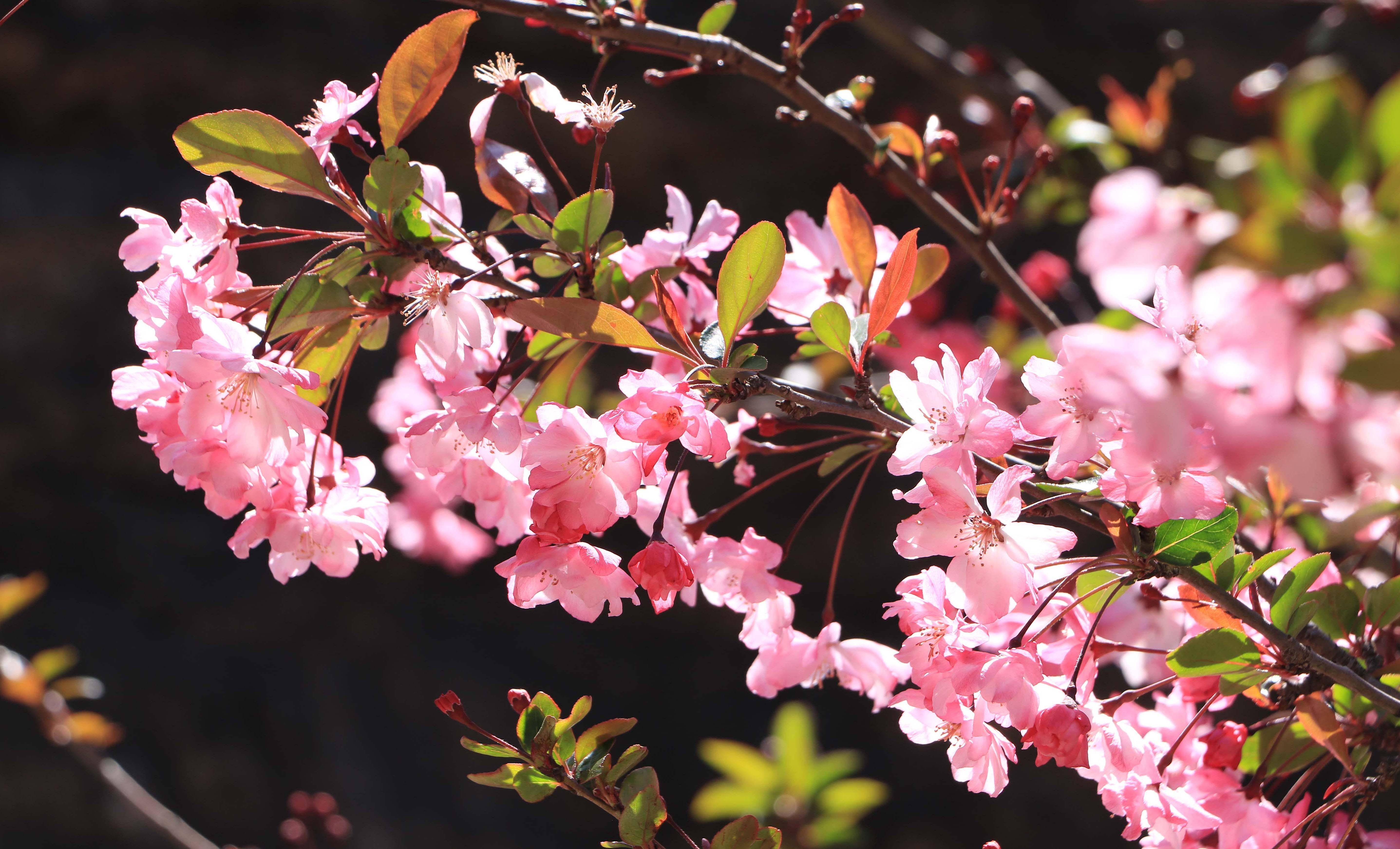 昆明圆通山海棠花娇艳绽放,花开有期美丽盛景等你来欣赏_樱花_时候