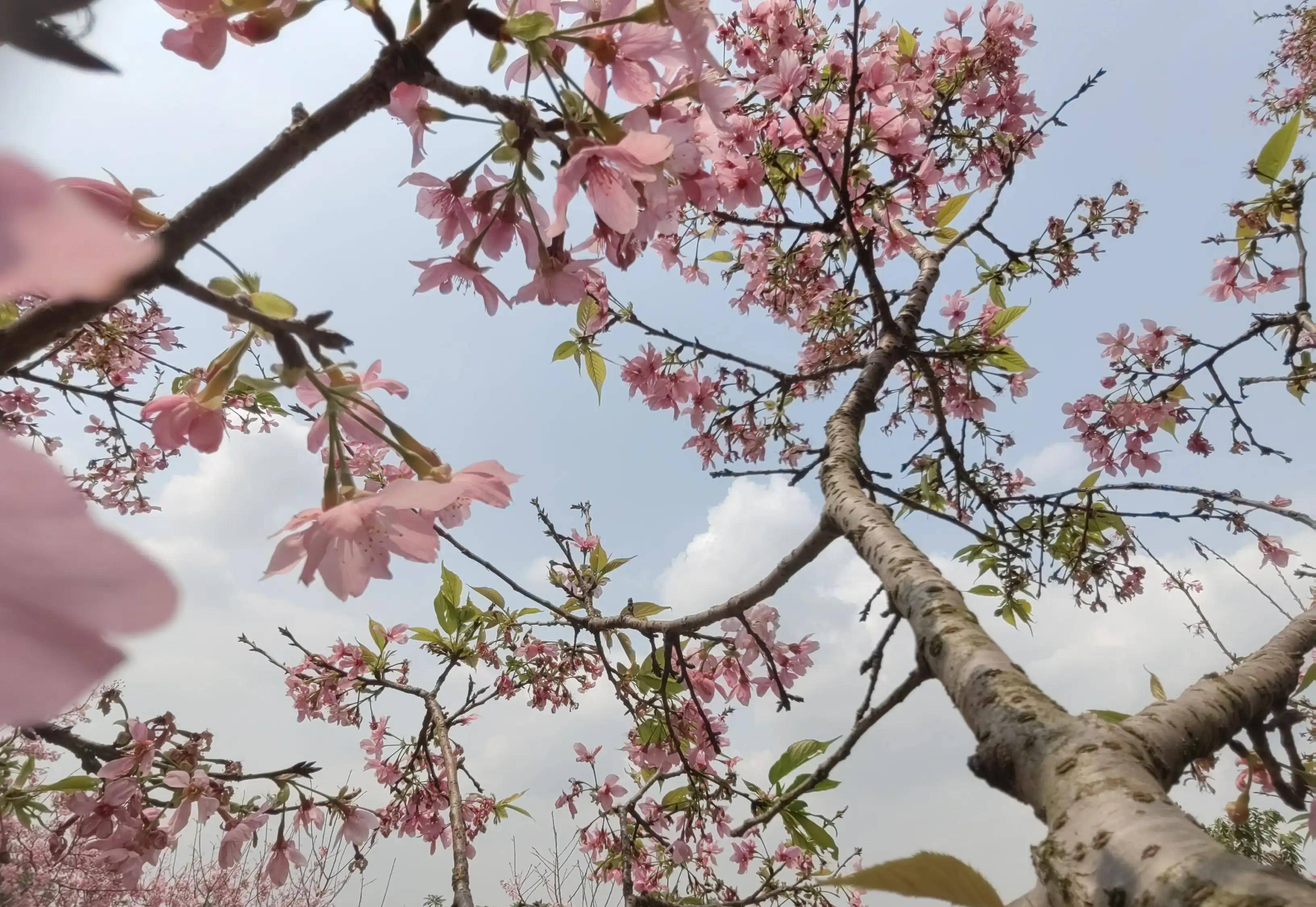 "醉美樱花"打卡广州南沙十八罗汉山森林公园_大道_游客_花卉