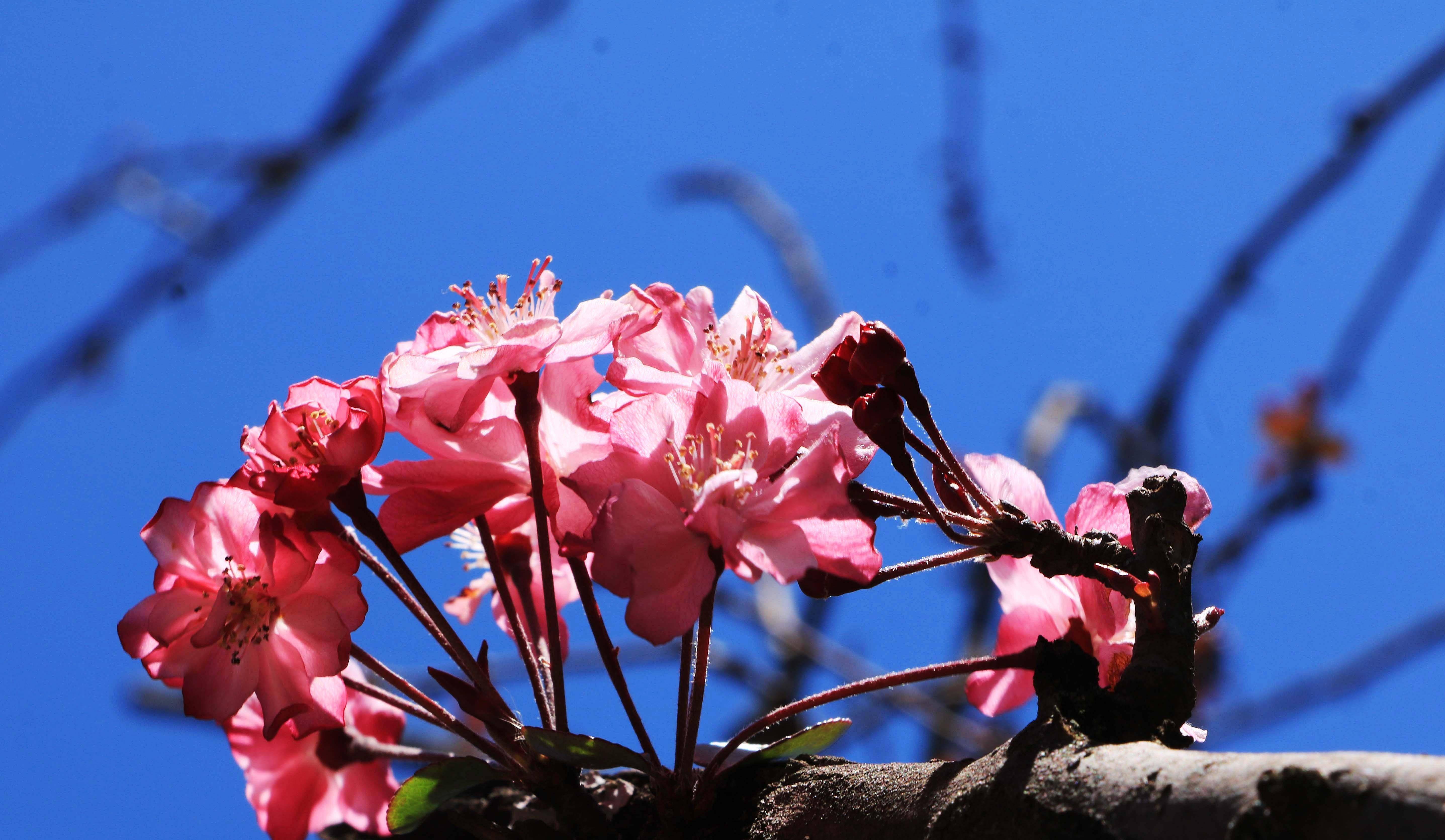 昆明圆通山海棠花娇艳绽放,花开有期美丽盛景等你来欣赏_樱花_时候