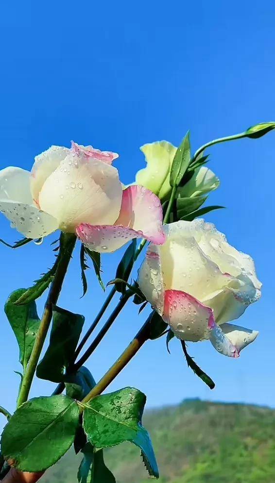 三月桃花开了,桃花春是的气息.虞美人盛开的山坡,迎风招展,招蜂引蝶.