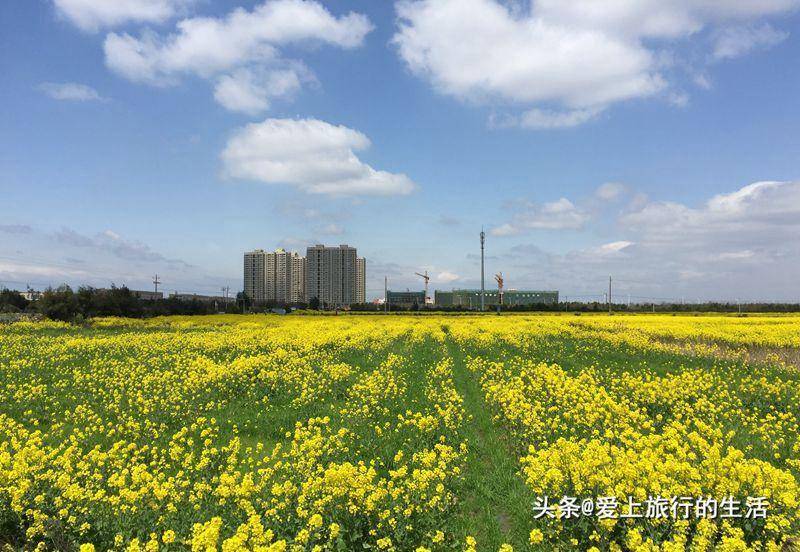 东海塘油菜花地址图片