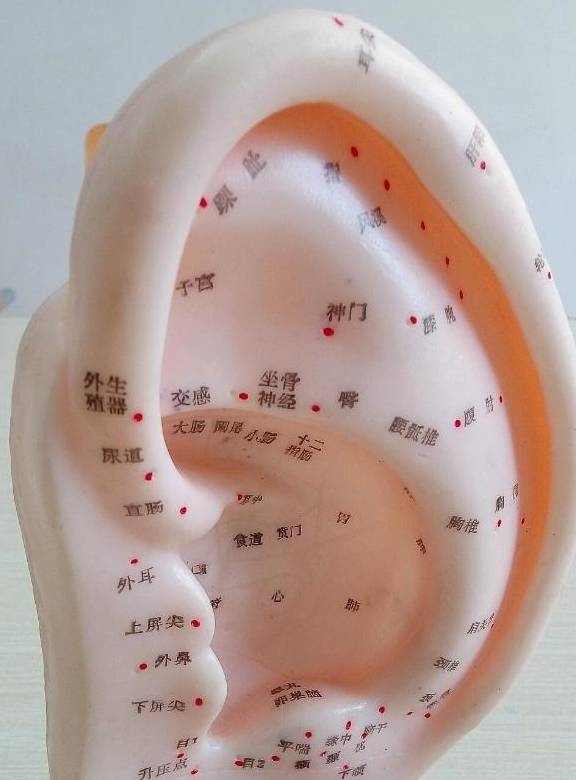 肾气充沛与否由"耳"知晓_耳朵_变化_耳道