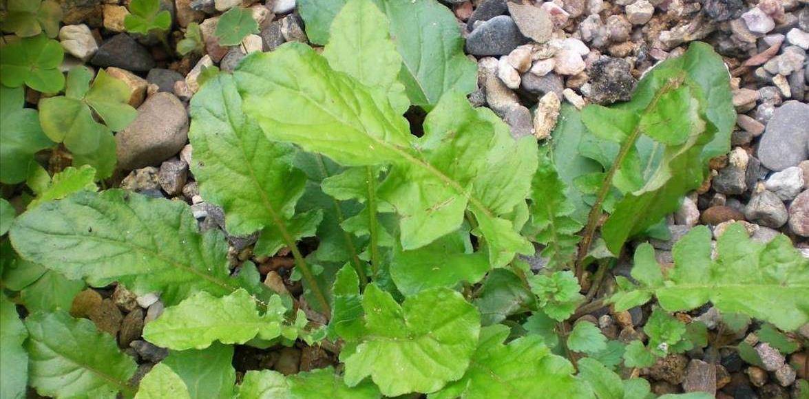 黄鹌菜,别名还阳草,还魂草,一级无公害蔬菜,可放心食用别错过_植物