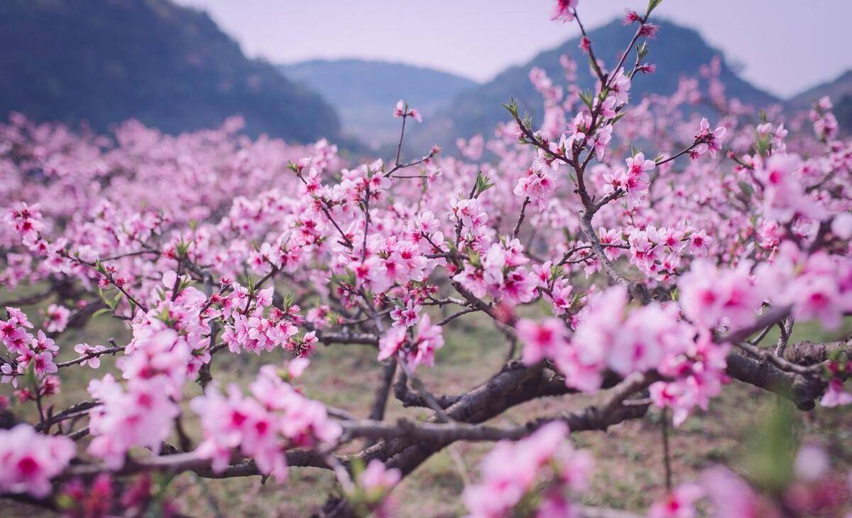 北碚西山坪桃花图片