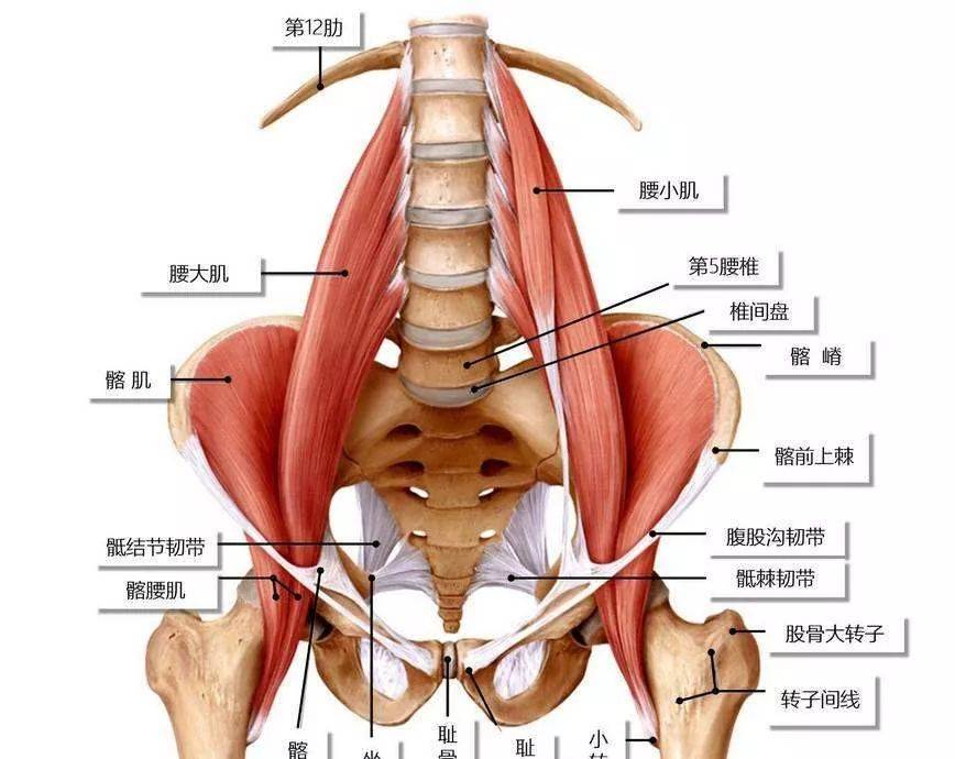 3,梨状肌:起于第2,3,4骶椎前面,分布于小骨盆的内面,经坐骨大孔入臀部