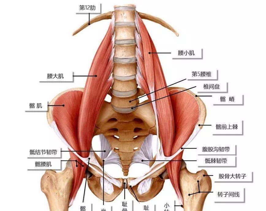 穿经坐骨大孔的肌肉图片