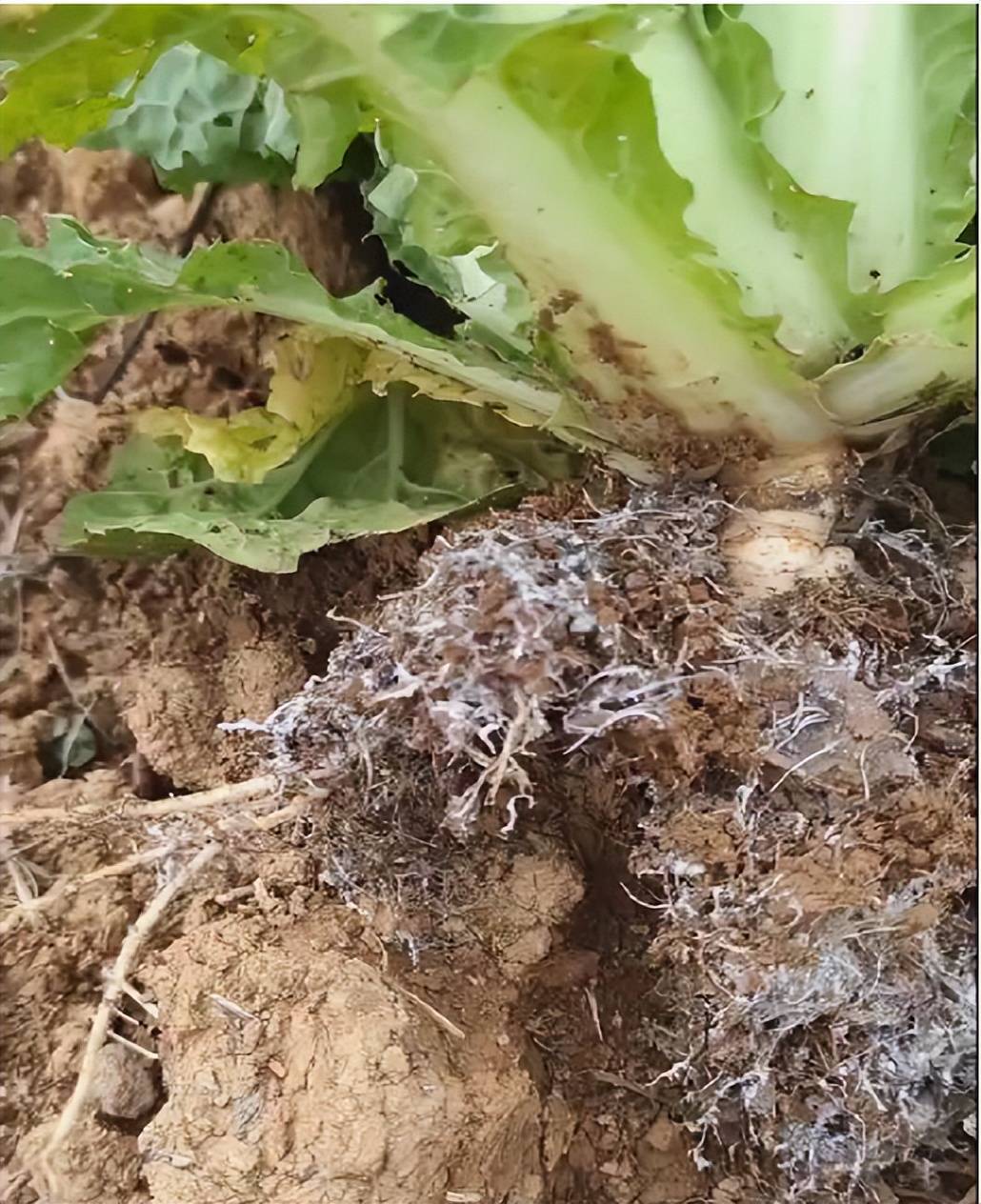 连续干旱190天,白菜,藏红花是如何奇迹存活生长的?_土壤_植物_作物