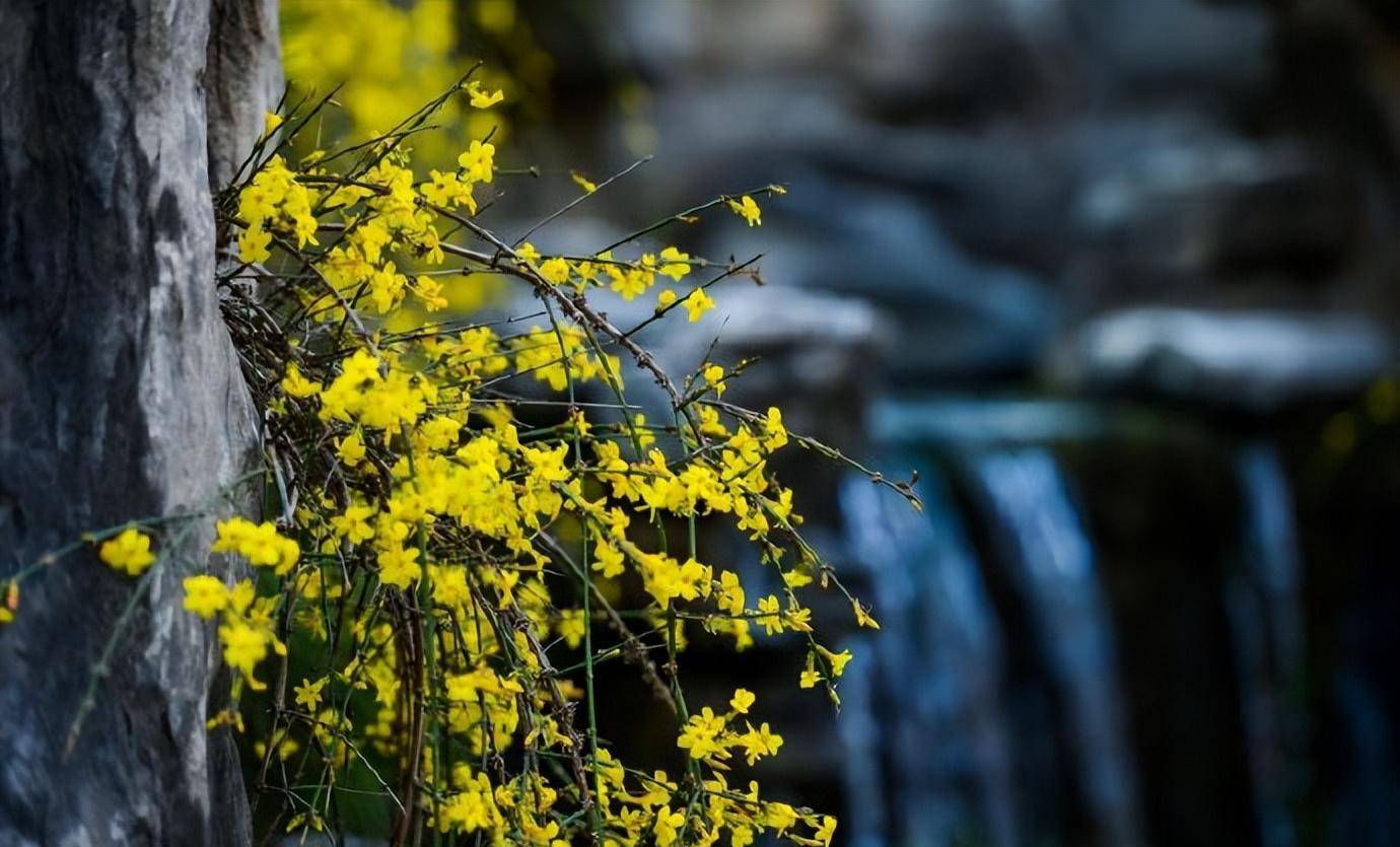 金黄小花压枝头,济南迎春花绽放!一抹金黄显春意_邵凯_摄影_连翘