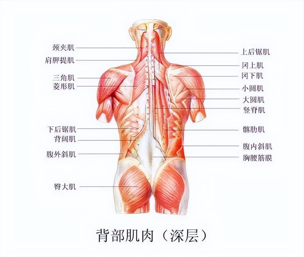 3,梨状肌:起于第2,3,4骶椎前面,分布于小骨盆的内面,经坐骨大孔入臀部