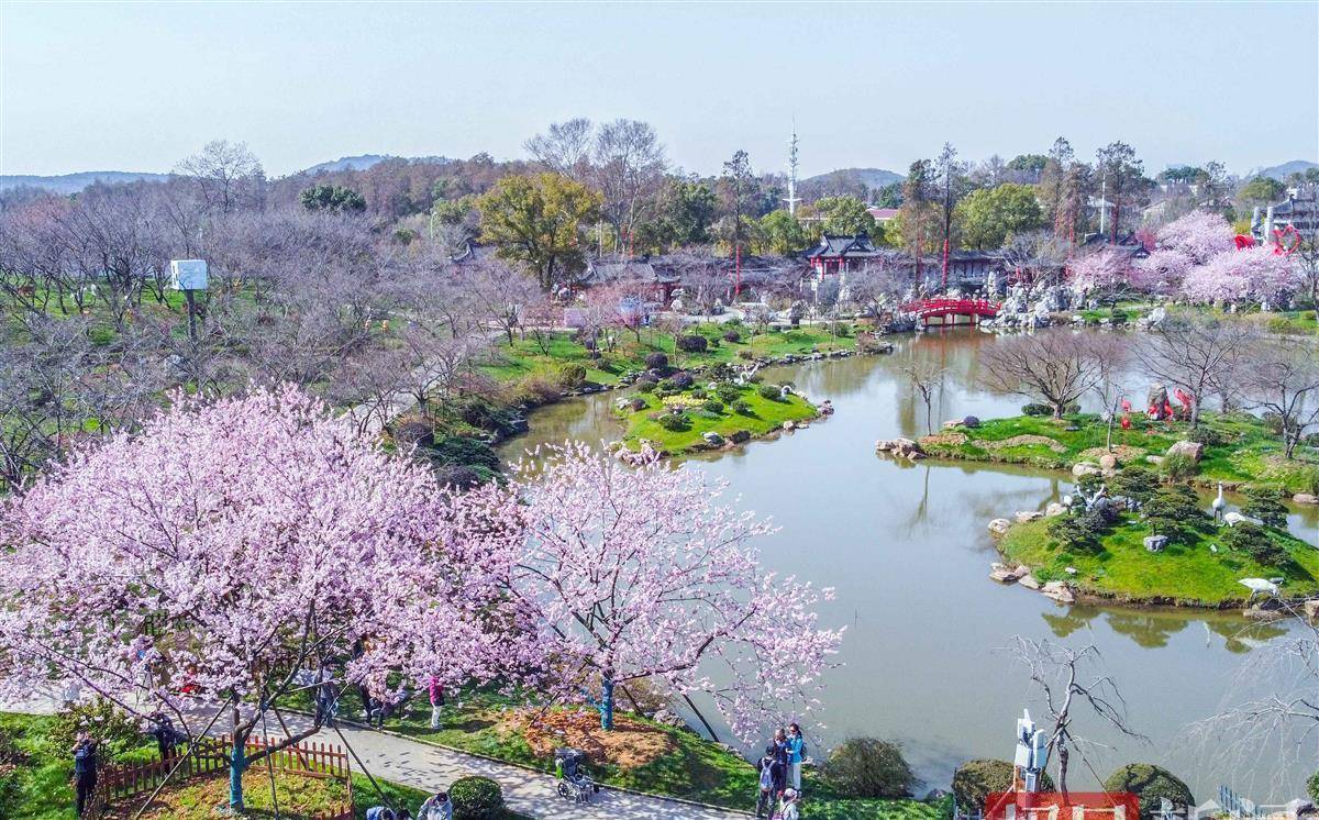 世界三大樱花园图片