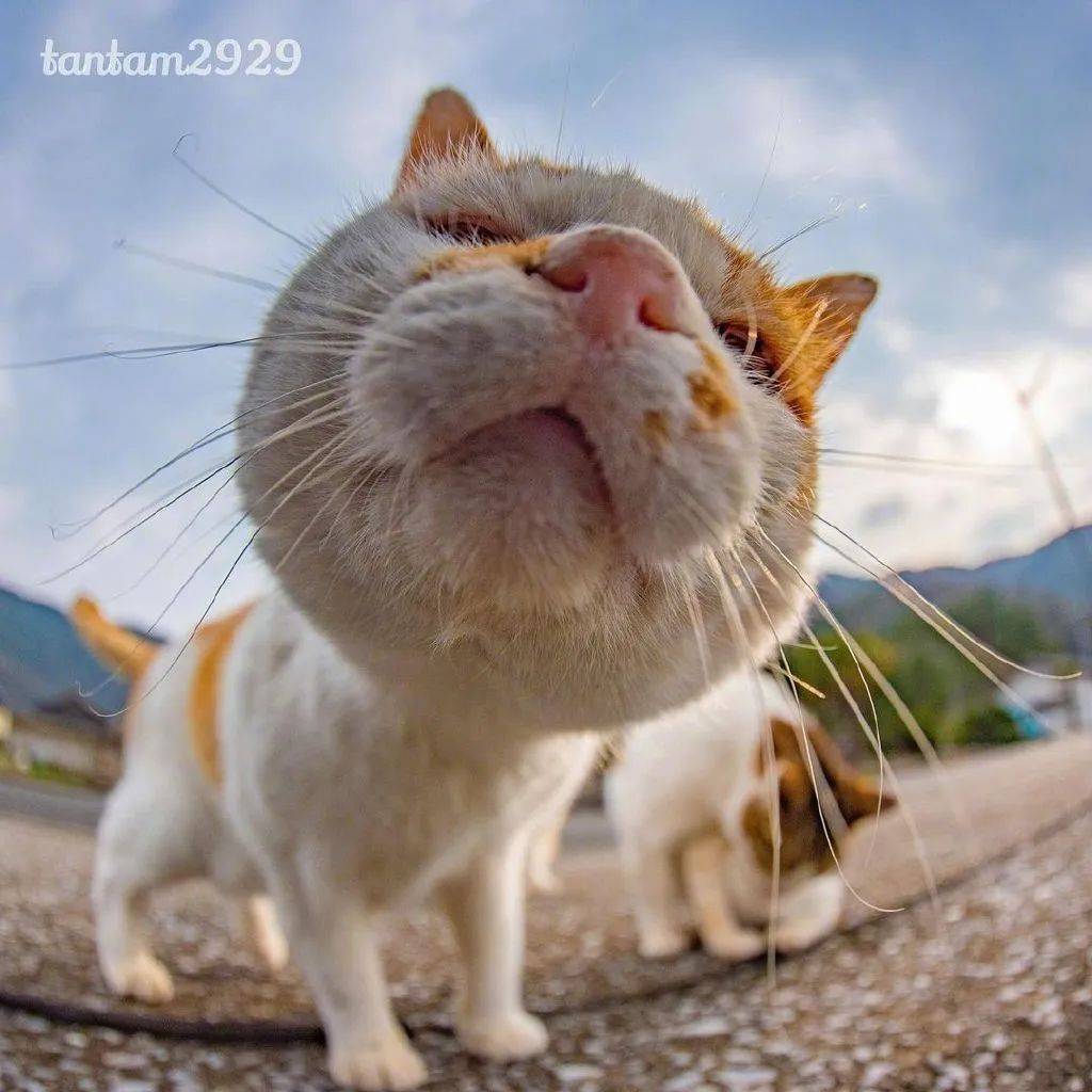 一组失(可)败(爱)的怼脸猫猫头等你进来收!_头像_高清图_后台