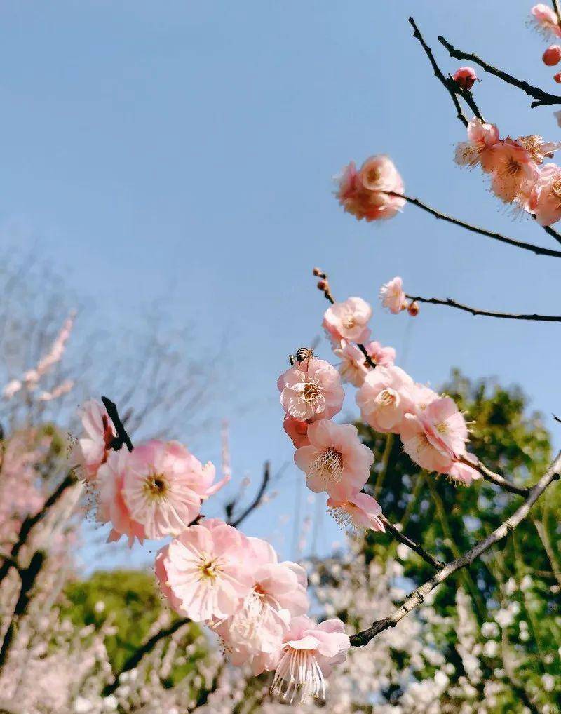 春日赏梅攻略出炉!暗香浮动的浪漫,错过又是一年_梅花_公园_社区