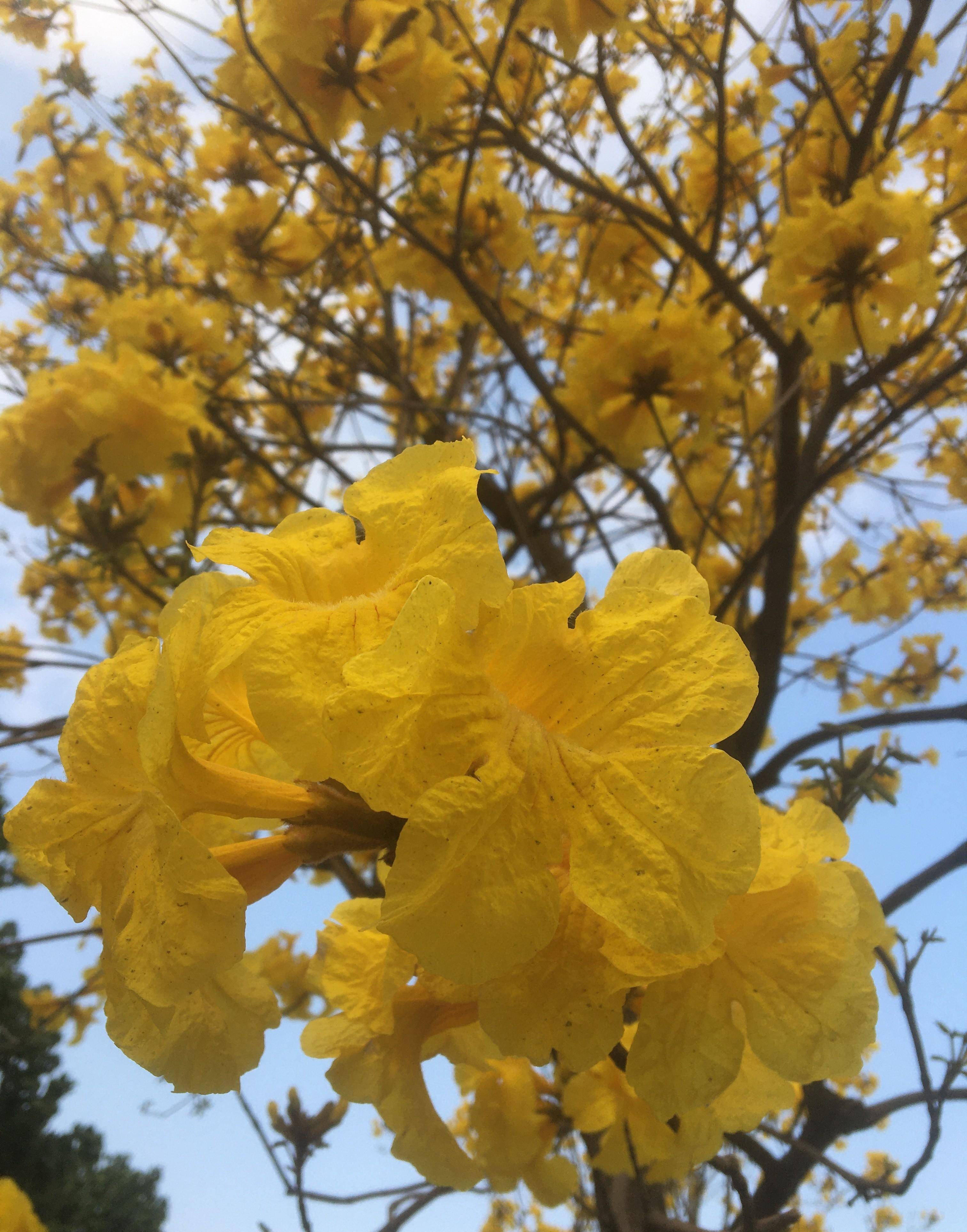 木棉花的春天花开花落图片