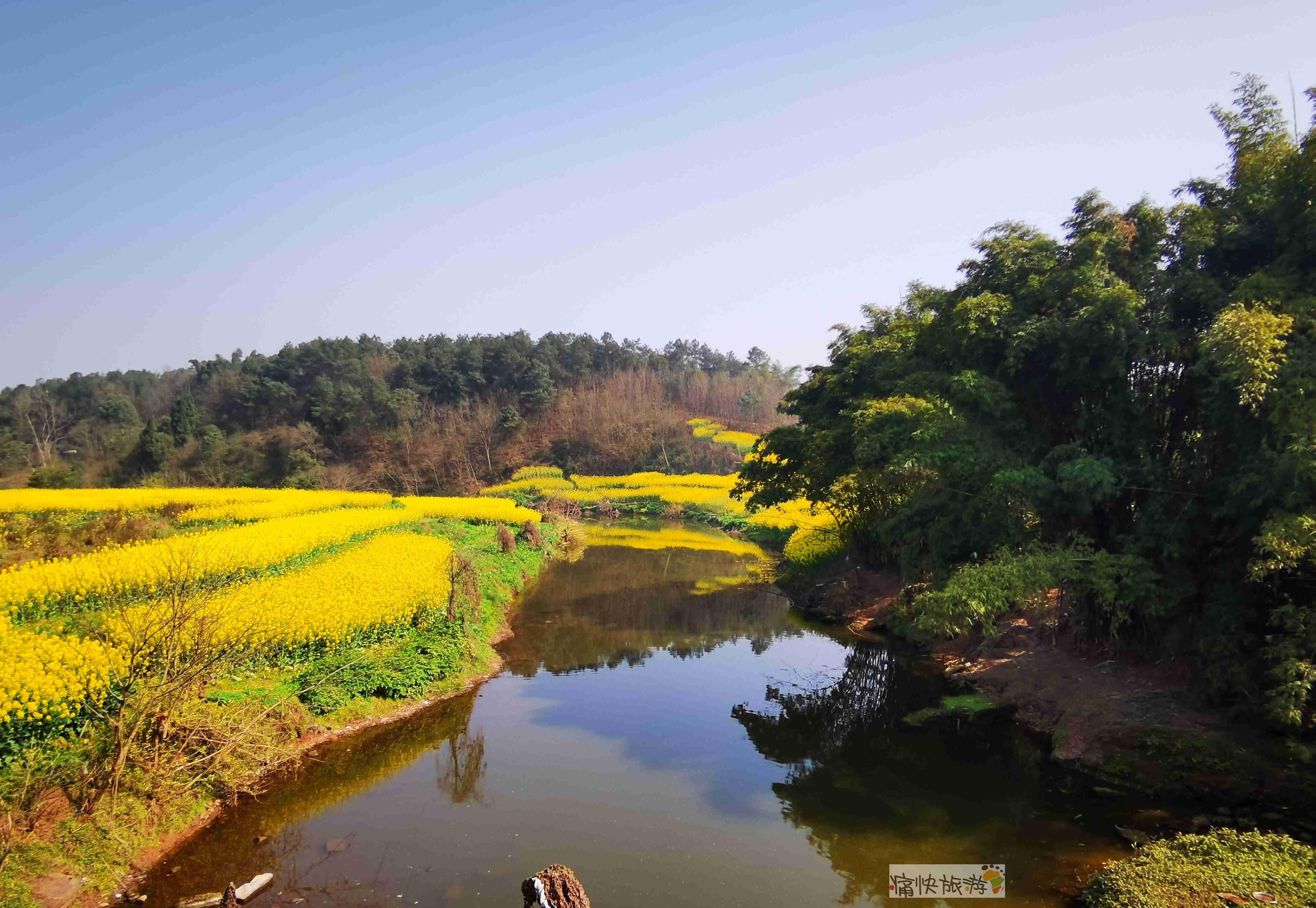 纳溪油菜花图片