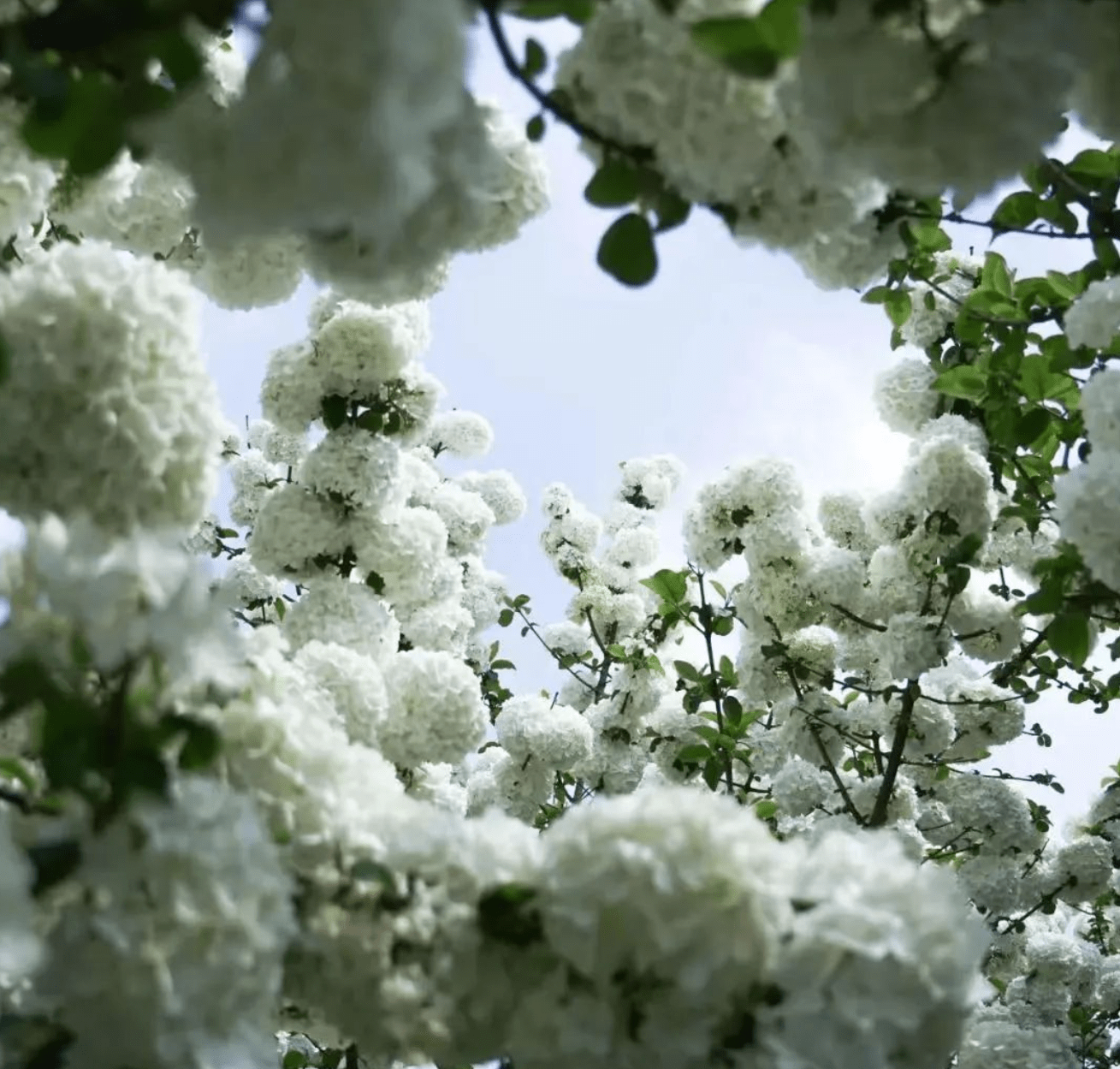 成都赏花胜地:4大花种,姹紫嫣红,地铁直达