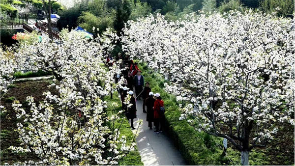 广元市苍溪县梨花节图片