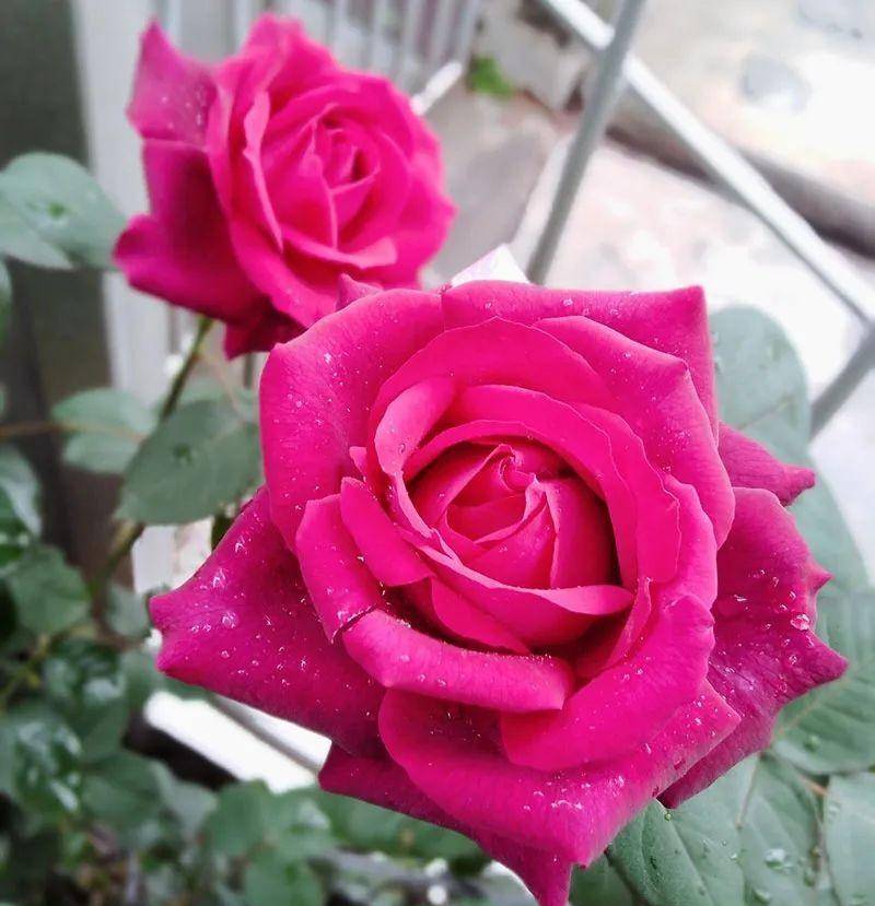 可以不打药的月季花,黑红系香水月季狄安娜伯爵夫人gr01fin diana