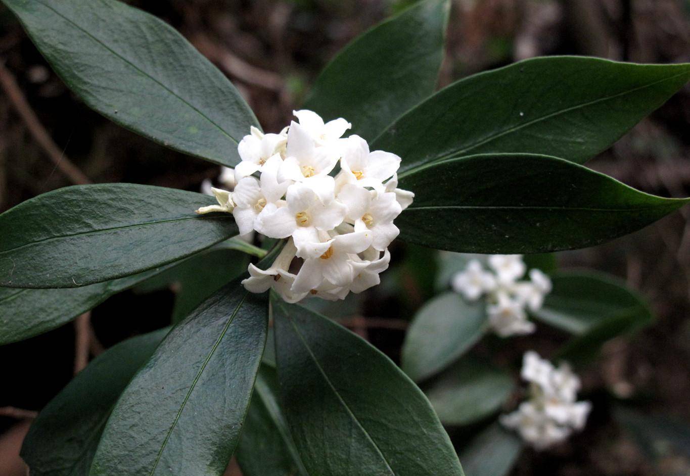 四明山区发现罕见的毛瑞香,现在正是盛花期_龙观乡_公路_溪口镇