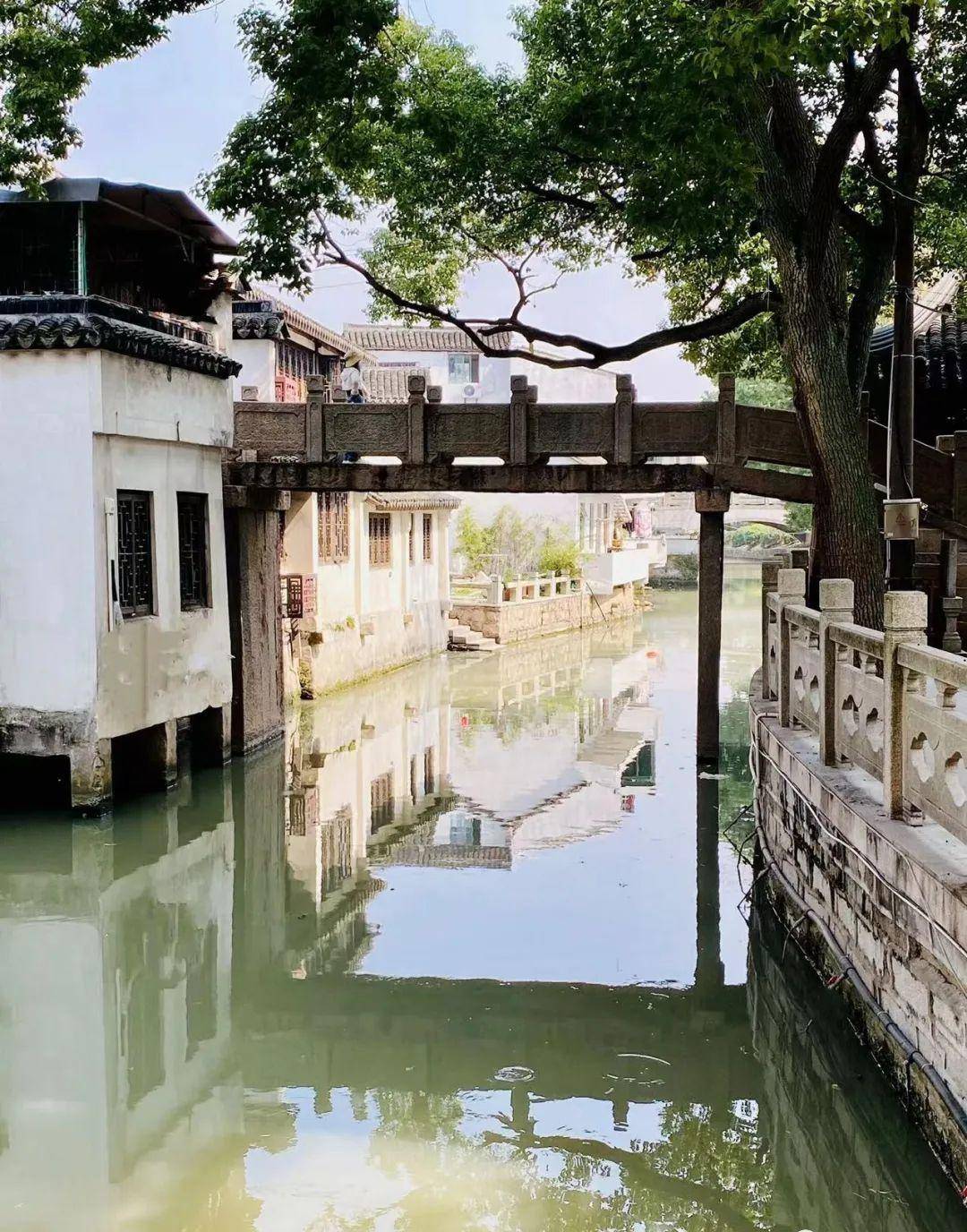 花米莊行(奉賢莊行南橋塘歷史文化風貌區)_花田_油菜花_老街