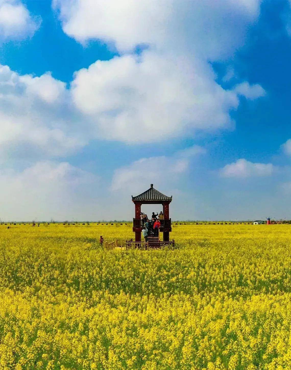 蔡甸消泗油菜花门票图片