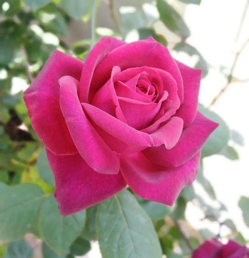 可以不打药的月季花,黑红系香水月季狄安娜伯爵夫人gr01fin diana