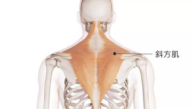 肩胛骨上移背后图图片