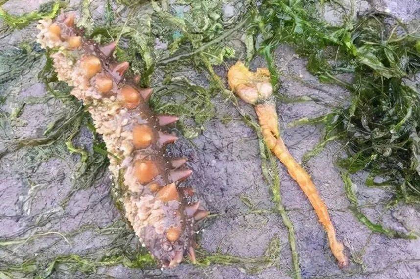 海参黄肠,拖便,黑苗,到底是谁在作怪?养殖千万注意这一点!