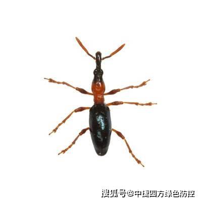 甘薯小象甲诱芯(国产)生物学习性:成虫体长5～8mm,体形细长如蚁