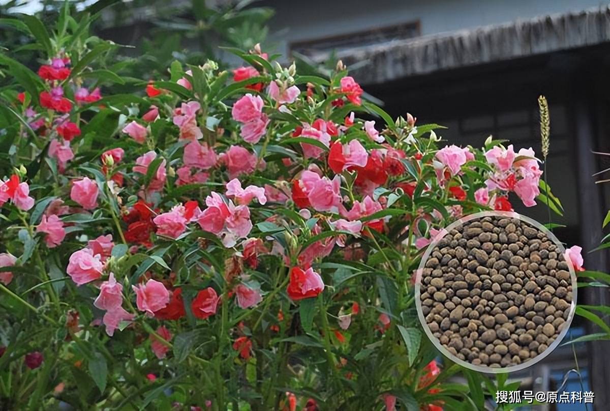 鳳仙花還可以治療灰指甲,不過現在種的少了,據說鳳仙花中有些物質有