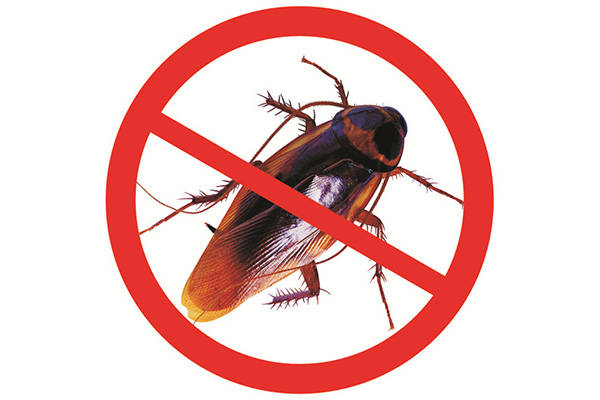 超市蟑螂多怎么办,有什么好办法可以消灭它们_防治_食物_进行