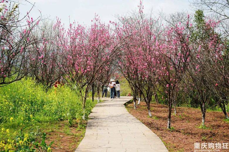 走马镇看桃花图片