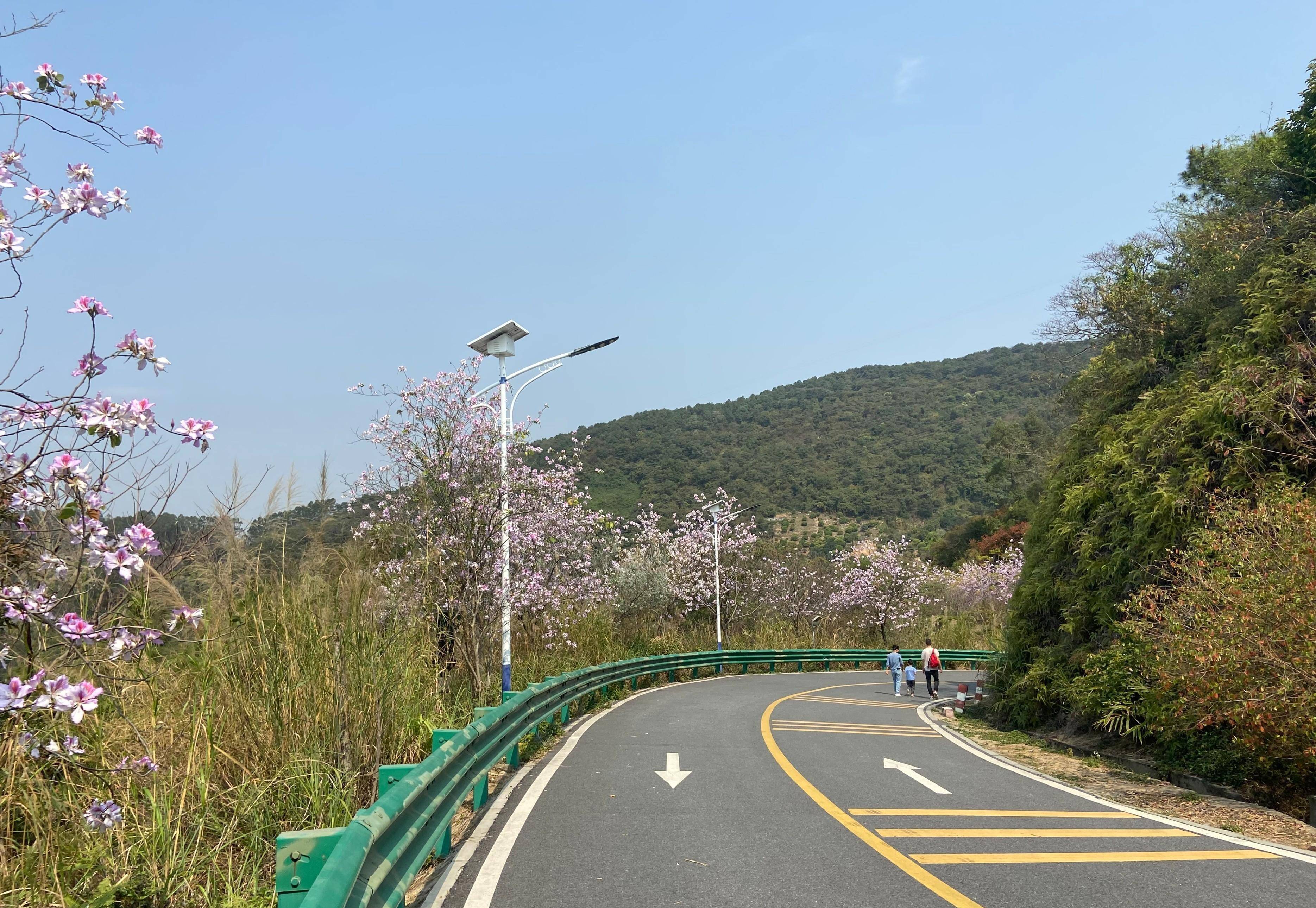 上山路5公里兩側開滿了宮粉紫荊_山頂_停車場_收費