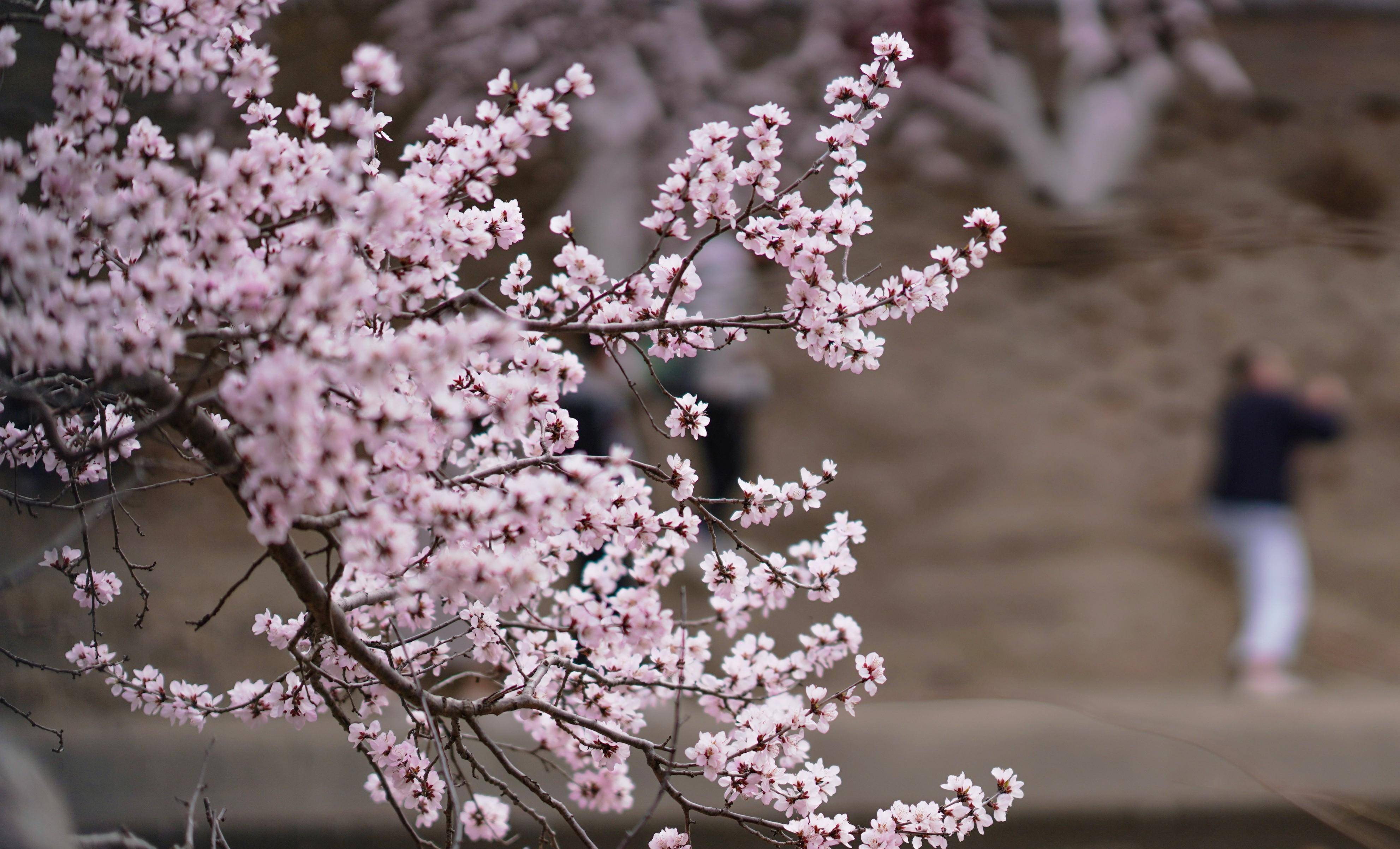 北京春色开启,十里堡区域"山桃花汐"惊艳市民_粉白色_河岸_朝阳区