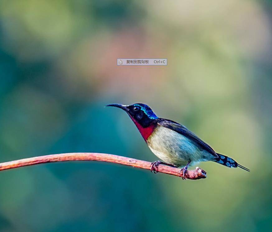 海南观鸟随记5 霸王岭 儋州湾 勺嘴鹬 领角鸮 仓 