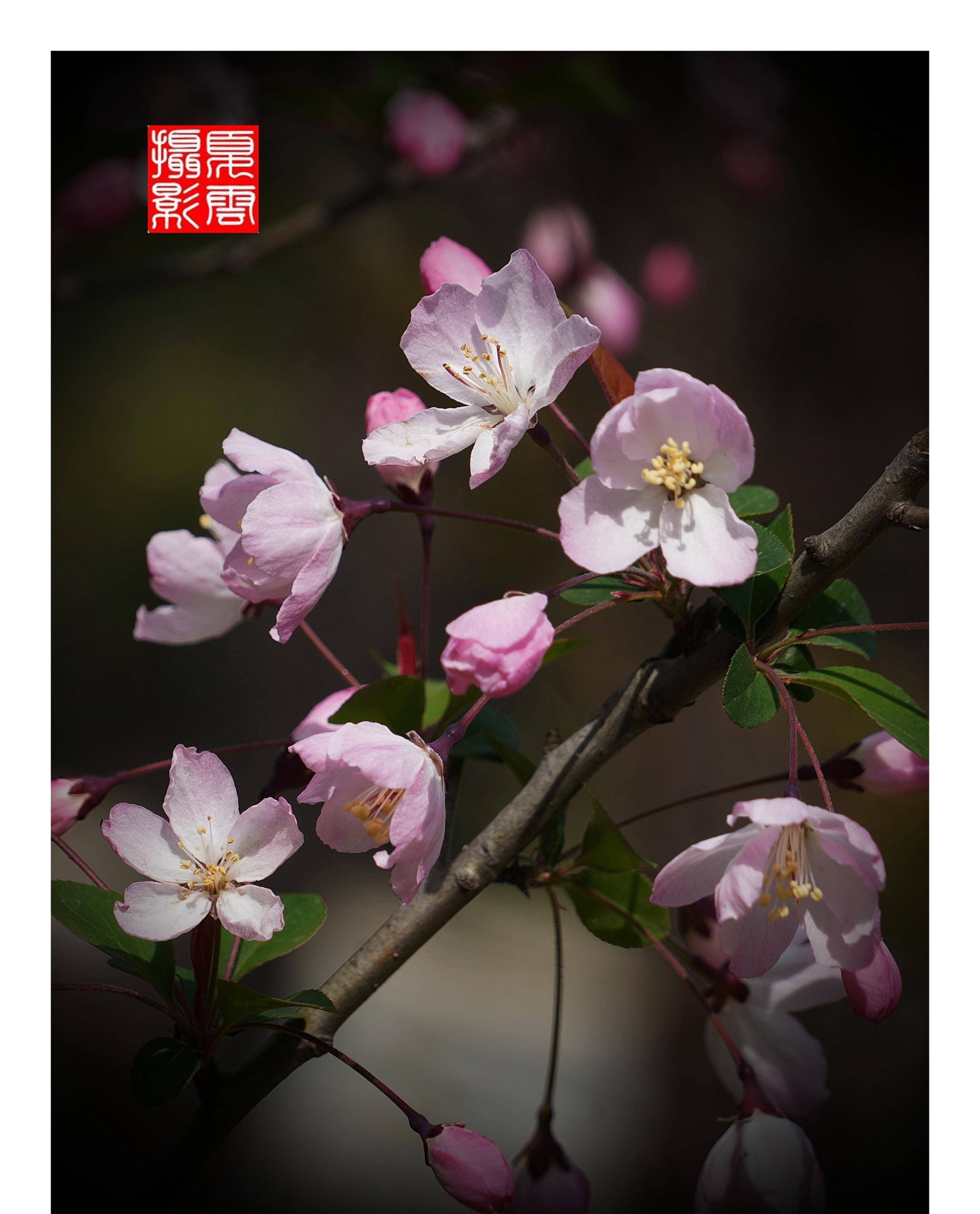 (夏雲)春花浪漫,海棠依舊,綠肥紅瘦_蘇州_花朵_數量