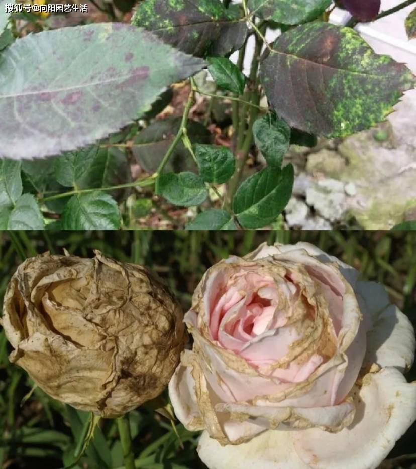 绣球花容易得灰霉病,绿叶变成灰色,先掐叶子,后喷药!_植物_影响_药剂