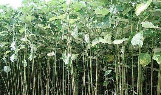 它就是苎麻又叫野麻,野苎麻,家麻,青麻,白麻等