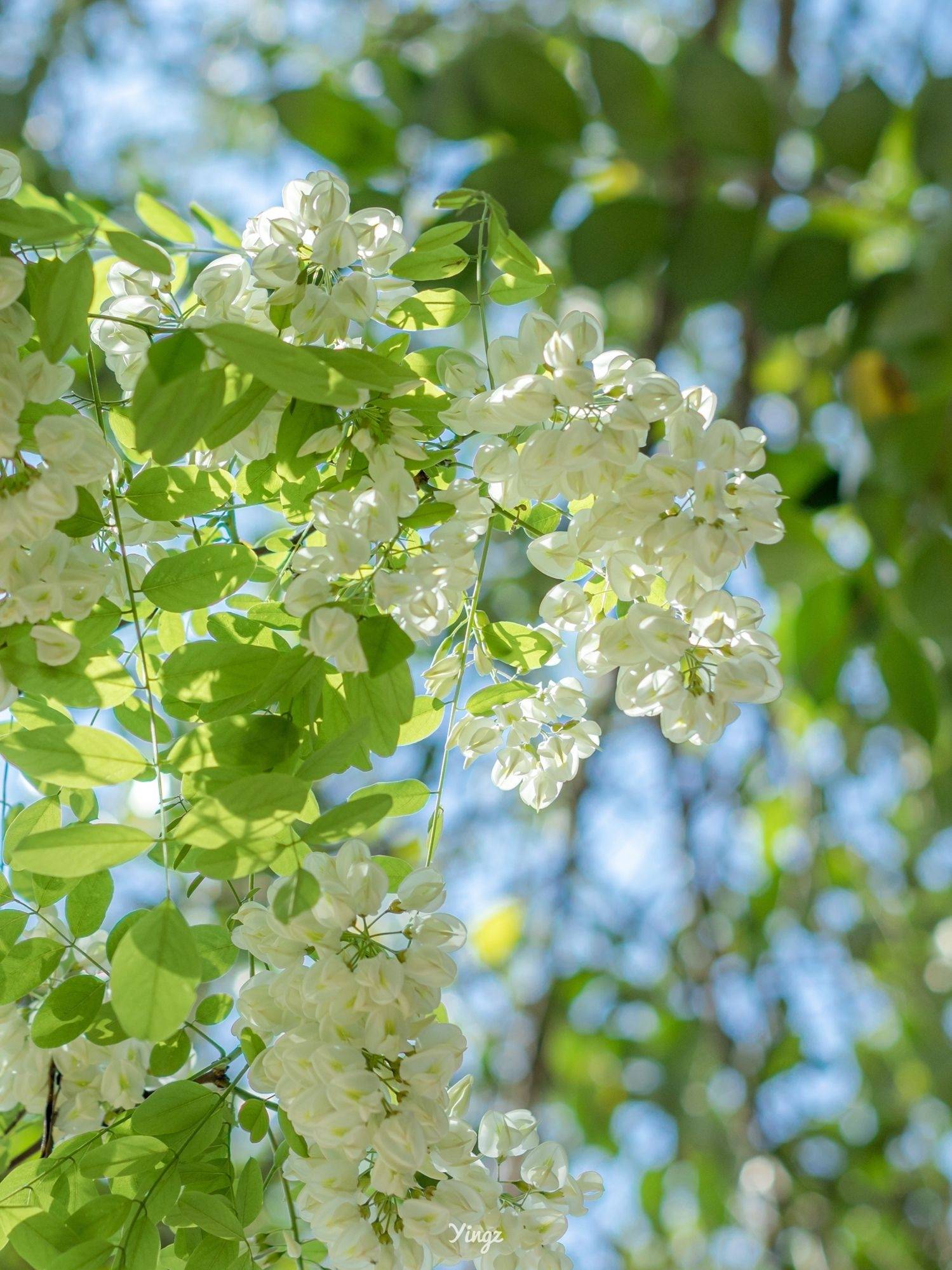 代表希望的花生命力图片