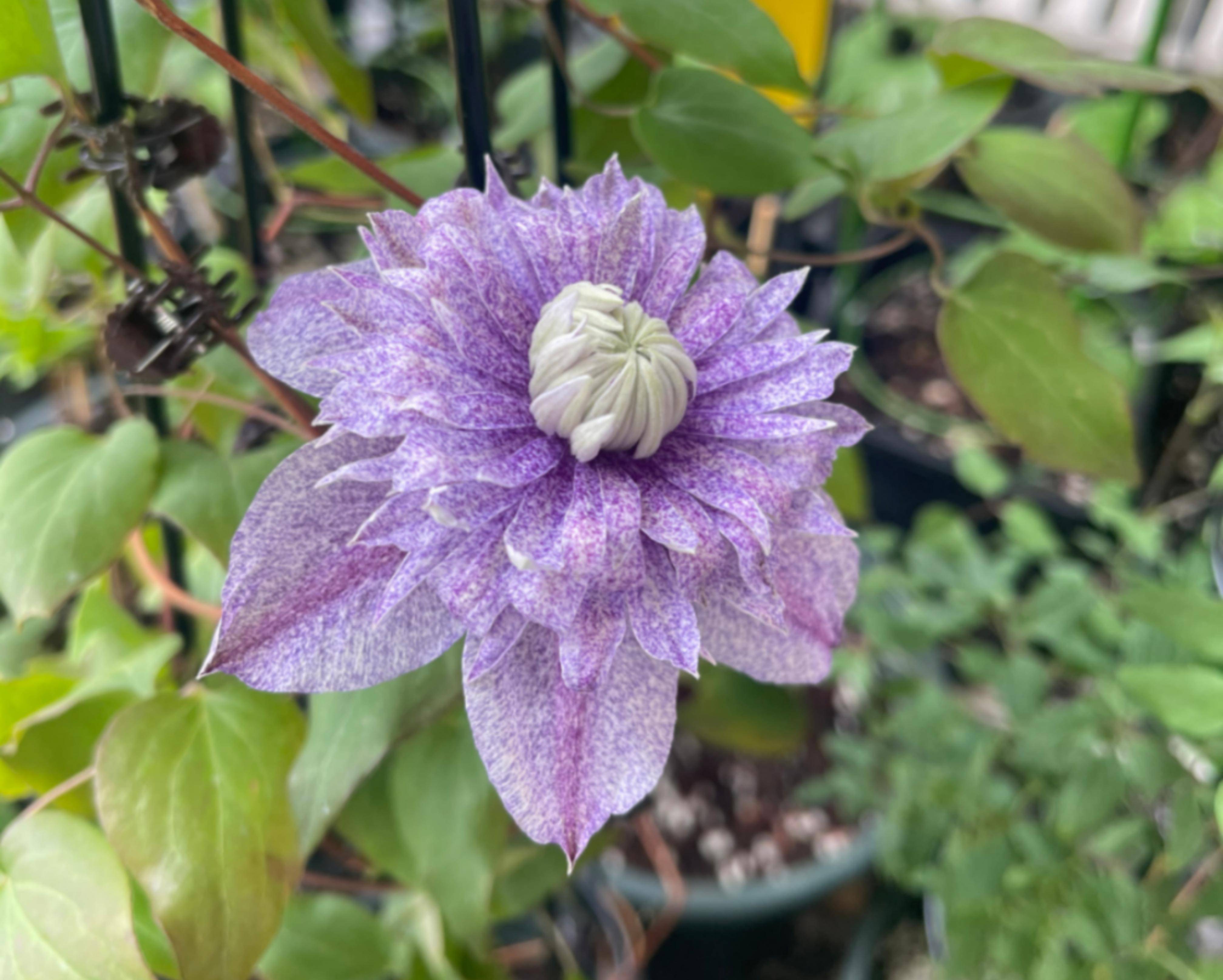 万人迷f系铁线莲,花量大,全国都可种_花瓣_cm_紫色