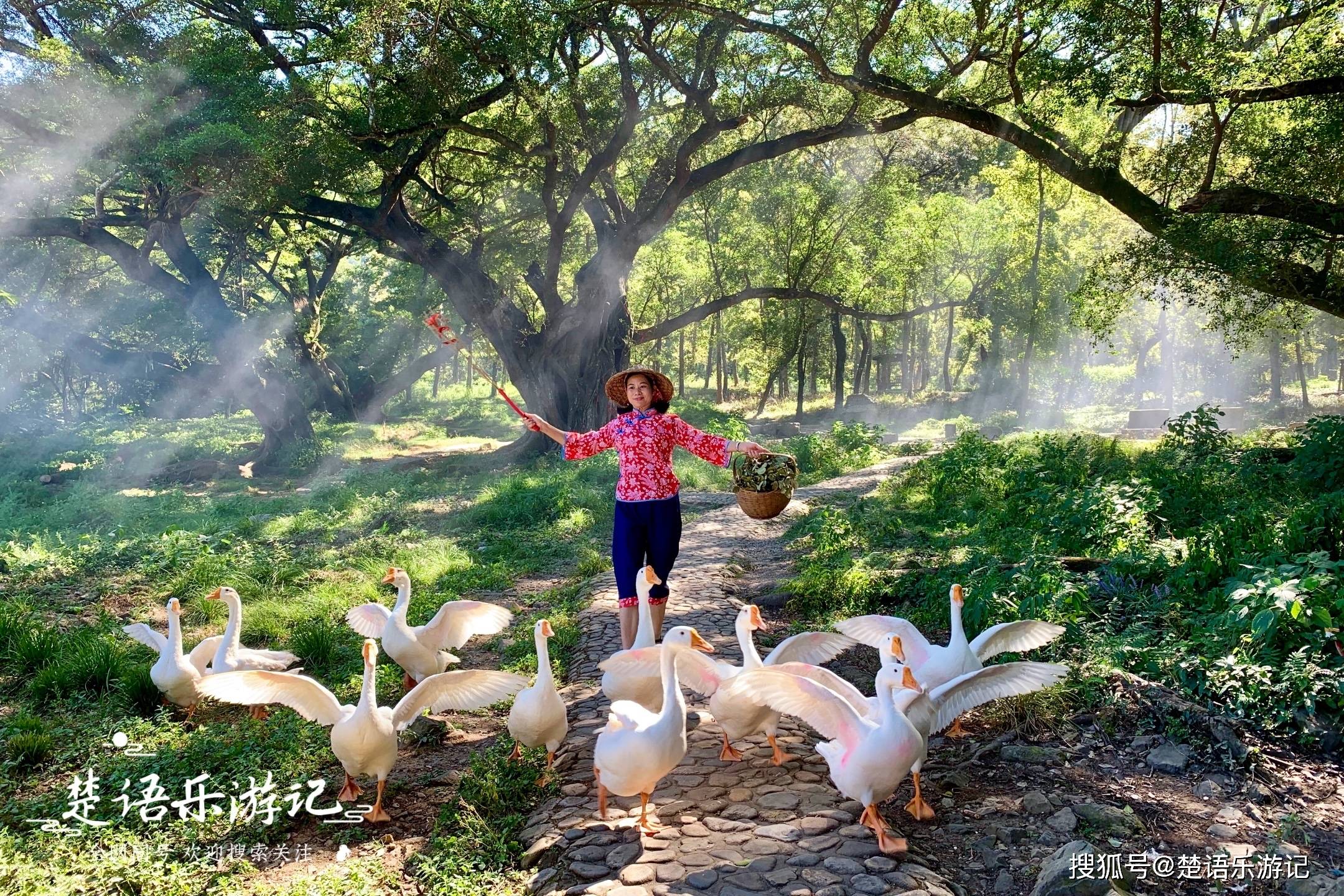 霞浦有一处仙气十足的古树林,被誉为拍照圣地,评价