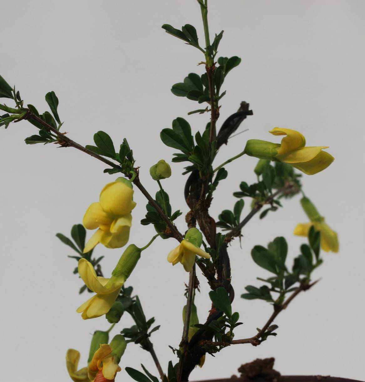 别人家的雀梅盆景,古雅奇趣,花开繁茂!