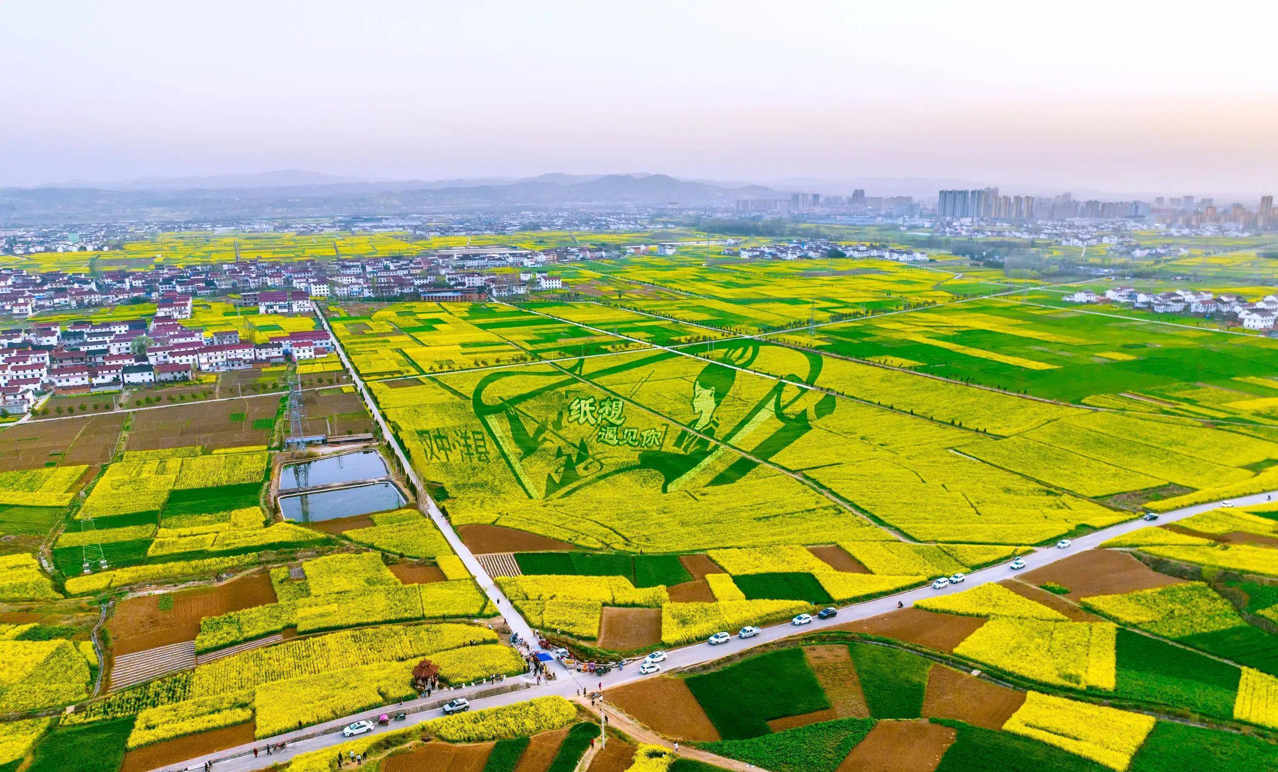 汉中油菜花 汉台区图片