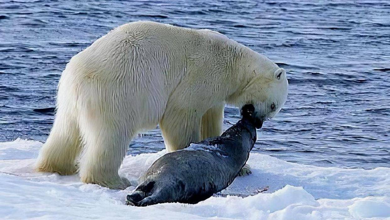 陆地上最大食肉动物——北极熊
