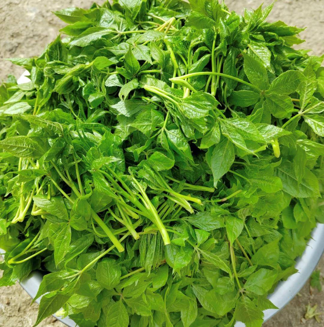 如河边青青柳树芽,新发的香椿芽和枸杞尖,还有幼美的花椒芽……在古代