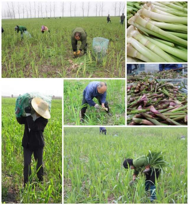 沅江芦笋 不一样的"洞庭虫草"