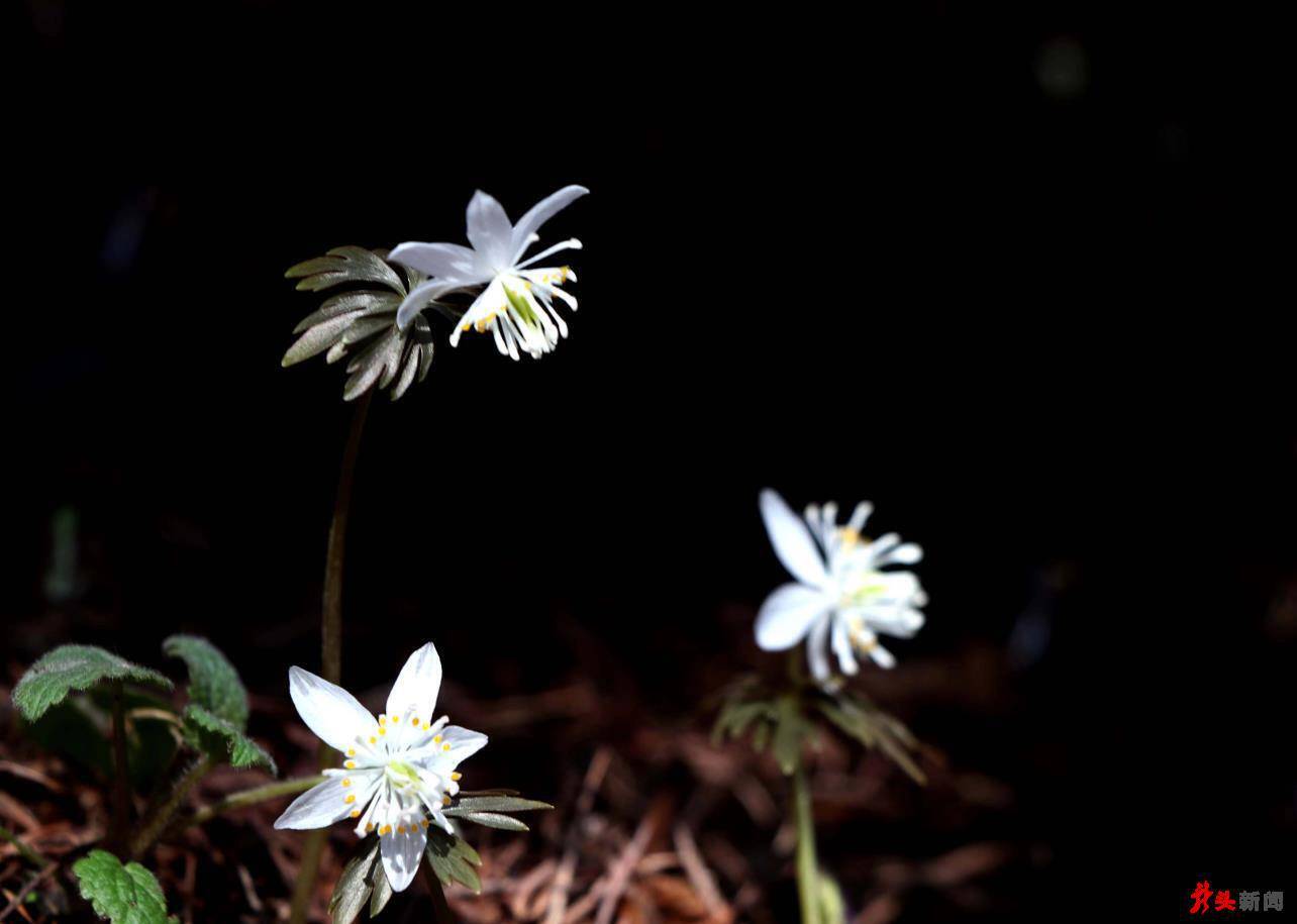 白色冰凌花_横道河子_寻找_黄色
