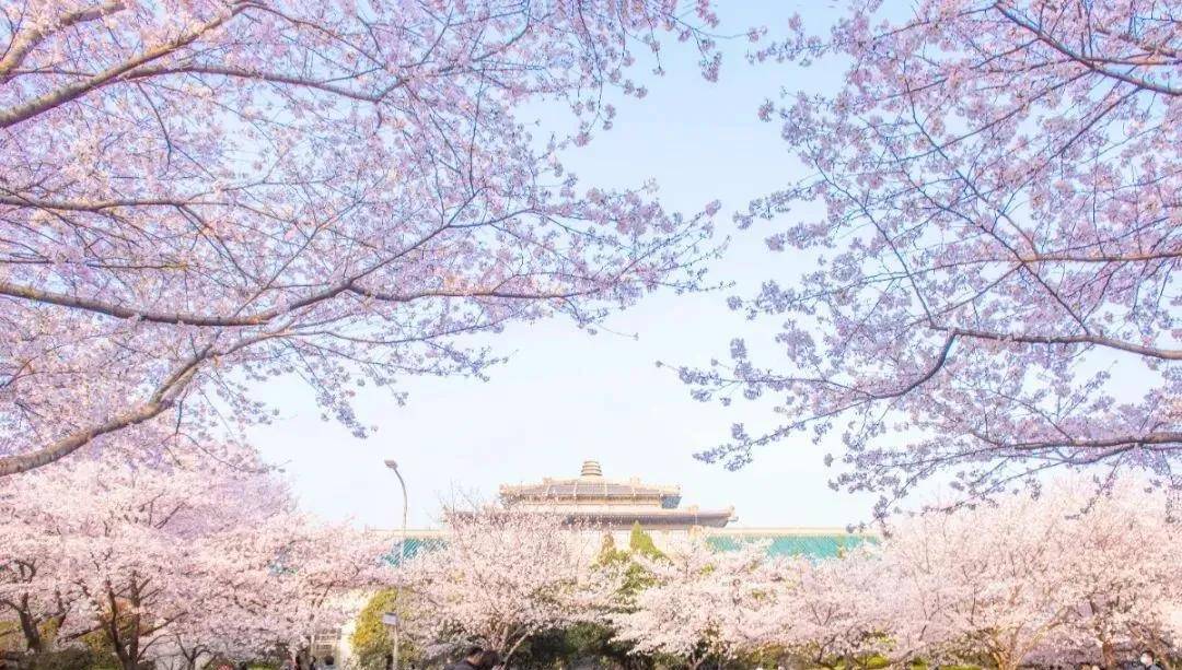刚出正月,武汉大学的樱花霸屏社交媒体_武大樱_游客_校园