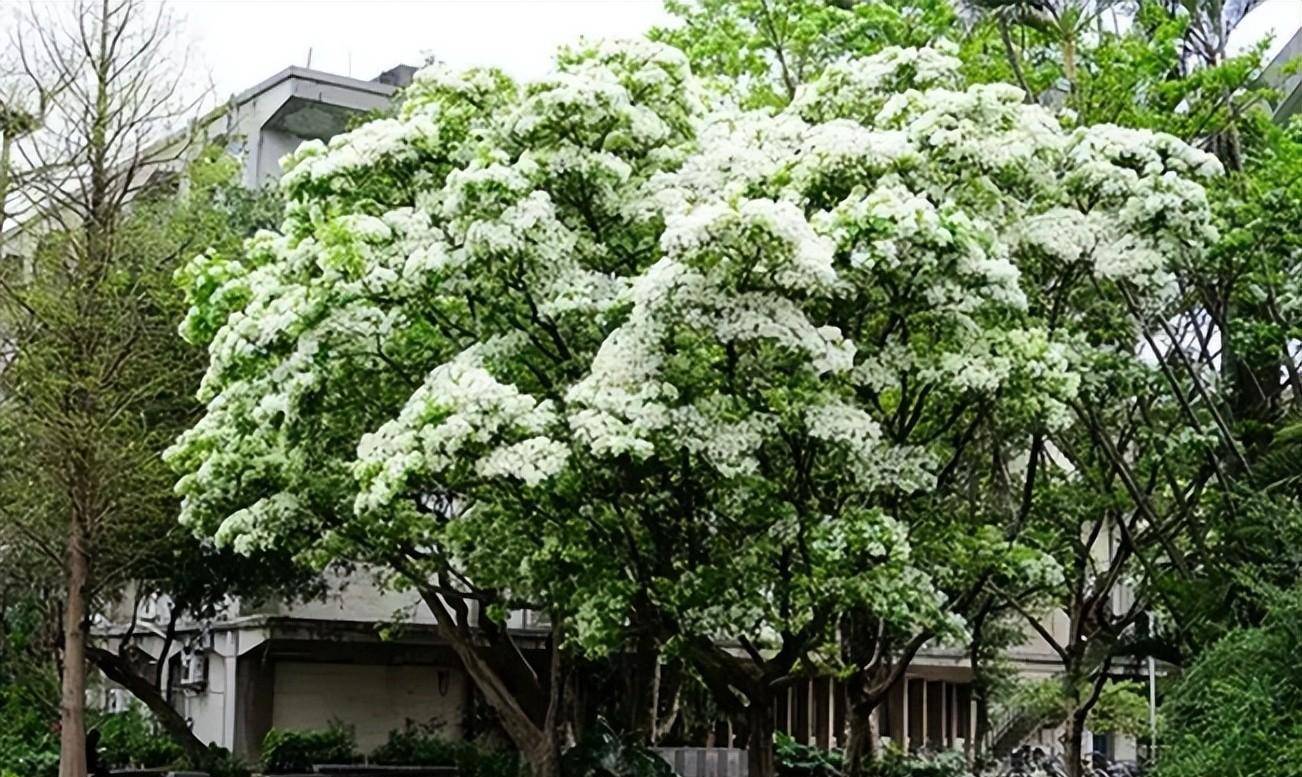 流苏花（流苏花花期） 第9张