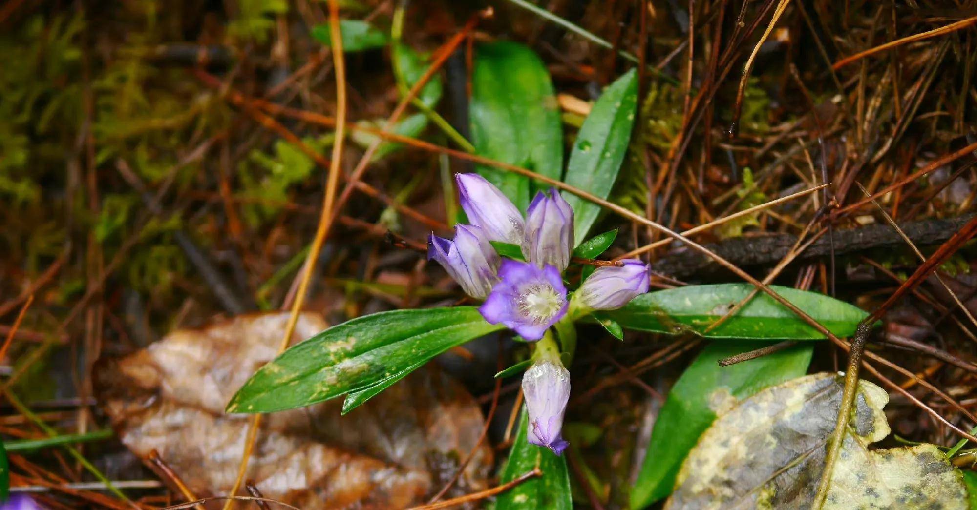 十五】四川龍膽(gentiana sutchuenensis)【十六】滇龍膽草(gentiana